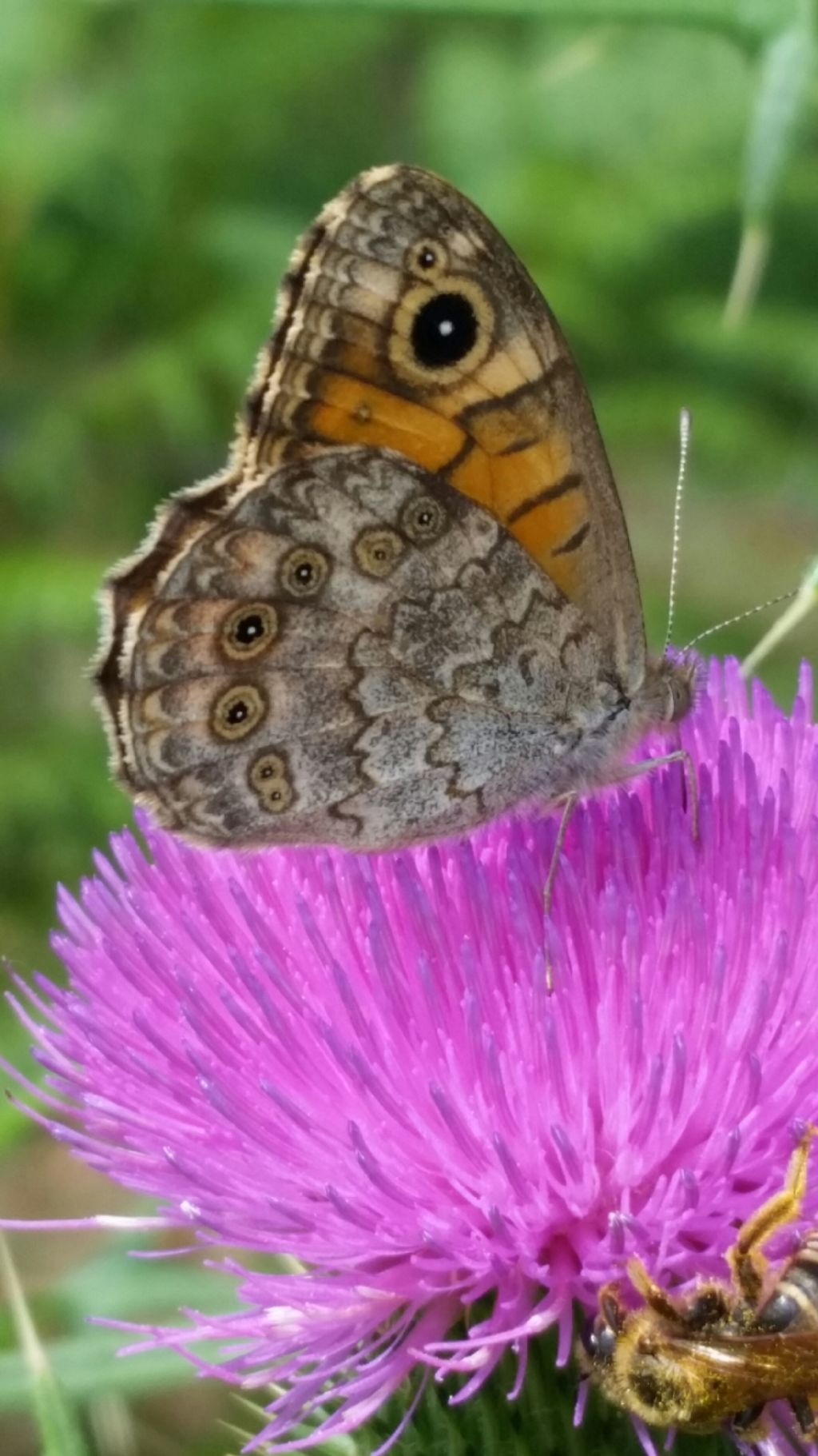 Che farfalla  4? Lasiommata megera - Nymphalidae